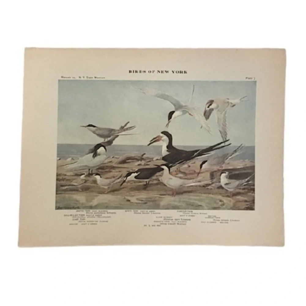 🖤 5/$25 Antique Ornithological Bird Print Original ocean birds
